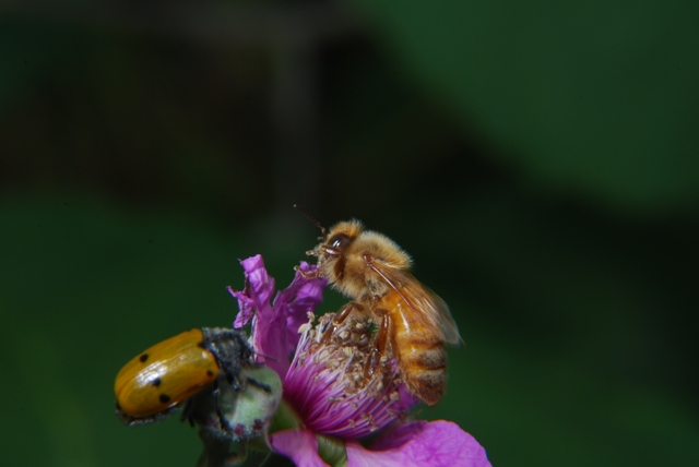 Api: Apis mellifera